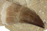 Fossil Rooted Mosasaur (Prognathodon) Tooth - Morocco #192514-1